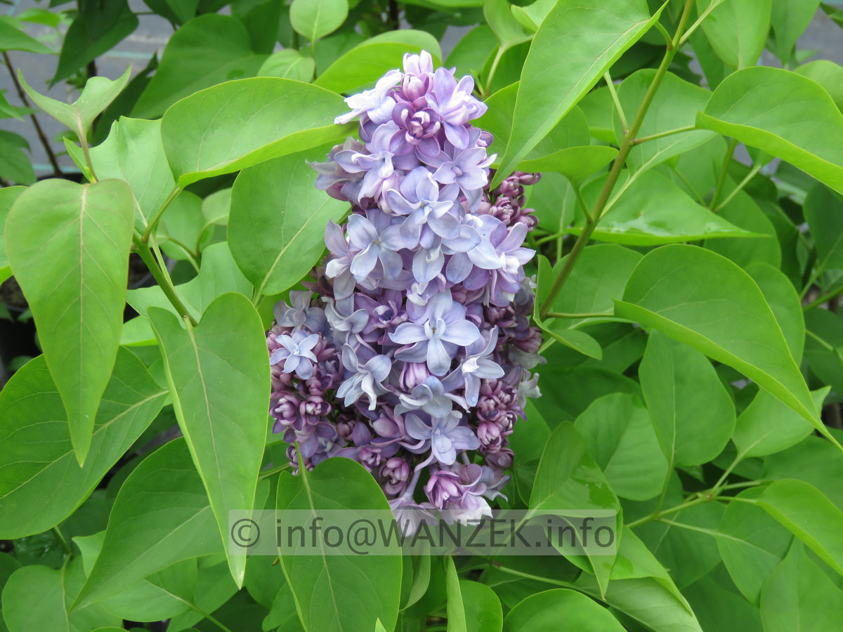 Syringa vulgaris Nadezhda 01.JPG